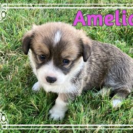 Pembroke Welsh Corgi Puppies from Red Wagon Farm