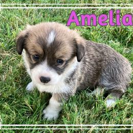 Pembroke Welsh Corgi Puppies from Red Wagon Farm