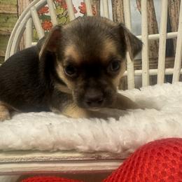 Lucky - Chocolate and tan male Chihuahua puppy in Polo, Missouri from Blue Tails Farm