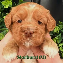 Starburst - Caramel male Australian Labradoodle puppy in Silver Spring, Maryland from Potomac Australian Labradoodles