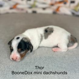 Boy 1 - Black and tan male Dachshund puppy in Lexington, Oklahoma from Terry's Dachshunds (BooneDox Mini Dachshunds)