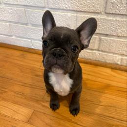 Raider - Blue male French Bulldog puppy in Orange, California from French Farms