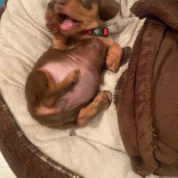 Dachshund Puppies from SouthernMama Doxies