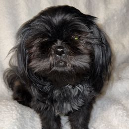 Oakley - Shih Tzu