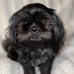 Oakley - Shih Tzu