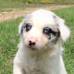 Border Collie Puppies from Bond Border Collies