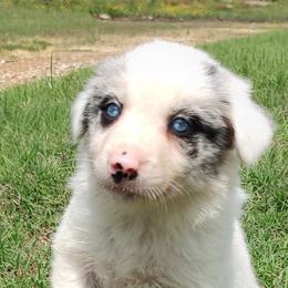 Border Collie Puppies from Bond Border Collies