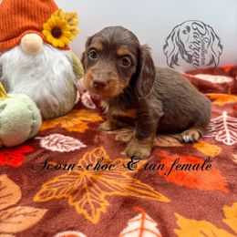 Acorn - Chocolate and tan female Dachshund puppy in Prairieville, Louisiana from Southern Barron Danes & Dachshunds