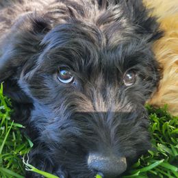 Will - Black and white male Assorted Doodle Crosses puppy in Blackfoot, Idaho from Lucky Pup Meadows