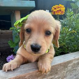 Pearl - Cream female Dachshund puppy in Marshfield, Missouri from Hilltop Kennel LLC