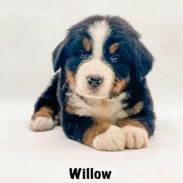 Willow - Black rust and white female Bernese Mountain Dog puppy in Hudson, Indiana from TurkeyCreek-K9
