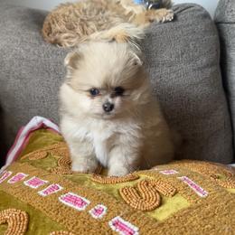 Viola - Cream sable parti female Pomeranian puppy in Bayonne, New Jersey from Pomeranian Dream