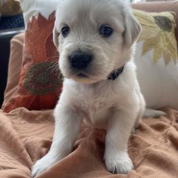 Assorted Doodle Crosses, Bernedoodle, Bernese Mountain Dog, Goldendoodle, Golden Retriever, and Sheepadoodle Puppies from CelticDoods