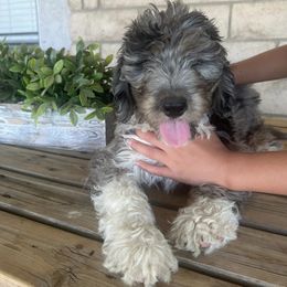 "It’s a photo shoot ⭐️" Aussiedoodle Puppies from Native Elegant Doodles