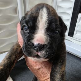 Reverse Brindle Male - Brindle male Boxer puppy in Buffalo, Wyoming from Jtbuckingham Boxers