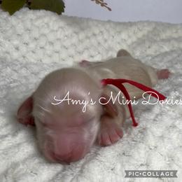 AKC Oakley (Red) - Cream male Dachshund puppy in Jena, Louisiana from Amy’s Mini Doxies