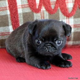 Bubbles - Black female Pug puppy in Winnsboro, Texas from Southern pugs