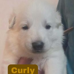 Boy 3 - male German Shepherd puppy in Tonopah, Nevada from Mercy's White Shepherds