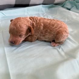 Baby white - Cream male Poodle puppy in Meyersdale, Pennsylvania from Annie’s Toy Poodles