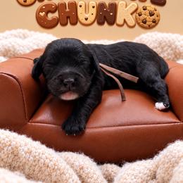 Chunk - Black male Cavapoo puppy in Mayo, Florida from Kingston’s Cavaliers