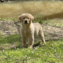 Golden Retriever Puppies from Seven Hills Goldens