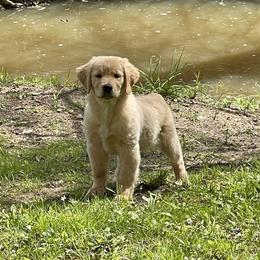 Golden Retriever Puppies from Seven Hills Goldens
