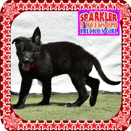 SPARKLER - Black female German Shepherd puppy in Murrieta, California from Diamond Oaks German Shepherds