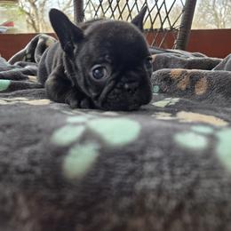 Angel - Black and white female French Bulldog puppy in Newalla, Oklahoma from Fuzzy Angels
