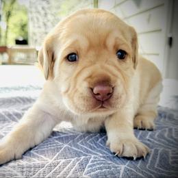 Sunshine-Seafoam Collar - Yellow female Labrador Retriever puppy in Penn Valley, California from Pleasant Valley Creekside Ranch, LLC