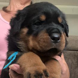 Strike - Black and mahogany male Rottweiler puppy in Crothersville, Indiana from The Solid Rock Kennel