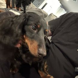 Champ - Dachshund