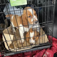Welsh Springer Spaniel Puppies from Gualtieri's Welsh Springer Spaniels