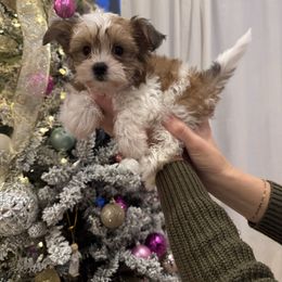 Dewey - Parti male Yorkshire Terrier puppy in Elk Ridge, Utah from Janita's Yorkshire Terriers