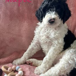 Goldendoodle Puppies from Lumley Acres Doodles