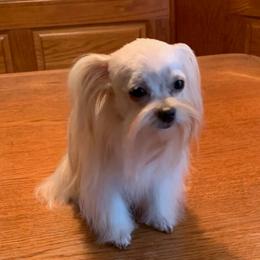 Lexi - Mi-Ki