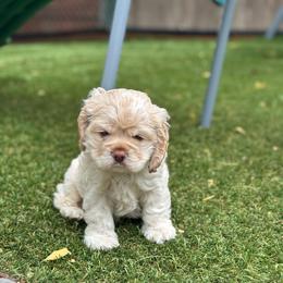 Red - Buff male Cocker Spaniel puppy in Hayward, California from Villa Coco