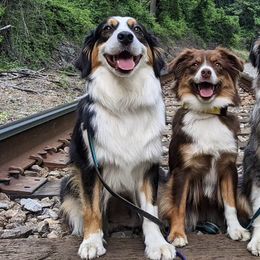 Miniature American Shepherds from Wanderlust Mini American Shepherds