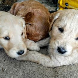 Goldendoodles and Sheepadoodles from Adorable Mini Goldendoodles and Sheepadoodles