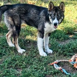 Wiconi - Native American Indian Dog