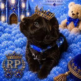 Caleb - Brown male Schnoodle puppy in Demorest, Georgia from Royal Puppypoo Playhouse