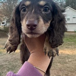 Dachshund Puppies from L & J Kennel