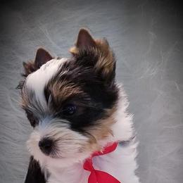 Yorkshire Terriers from Bello Toys