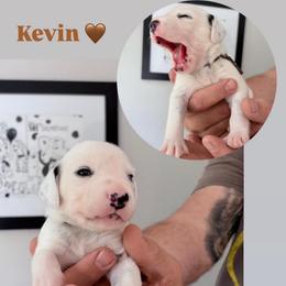 Kevin - White and black male Dalmatian puppy in Chehalis, Washington from Dalmatian Vacation