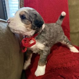 Gertrude - Blue merle female Bernedoodle puppy in Tulsa, Oklahoma from Magnolia Blossom Bernedoodles