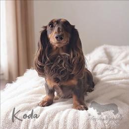 Koda - Dachshund