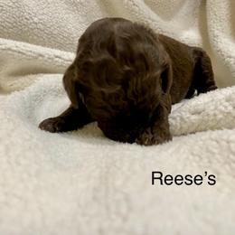Aussiedoodle Puppies from White River Doodles