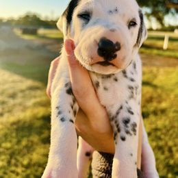 Snoopy - White and black male Dalmatian puppy in Mt. Vernon, Texas from Double B