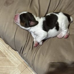 Lady - Liver white and tan female English Springer Spaniel puppy in Lufkin, Texas from Shifletknights Springer Spaniels