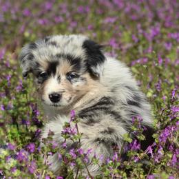 Kuromi - Blue merle female Australian Shepherd puppy in Star City, Arkansas from Blush & Lace Aussie Co.