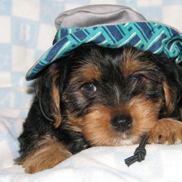 Biewer Terrier and Yorkshire Terrier Puppies from Niko Kennel